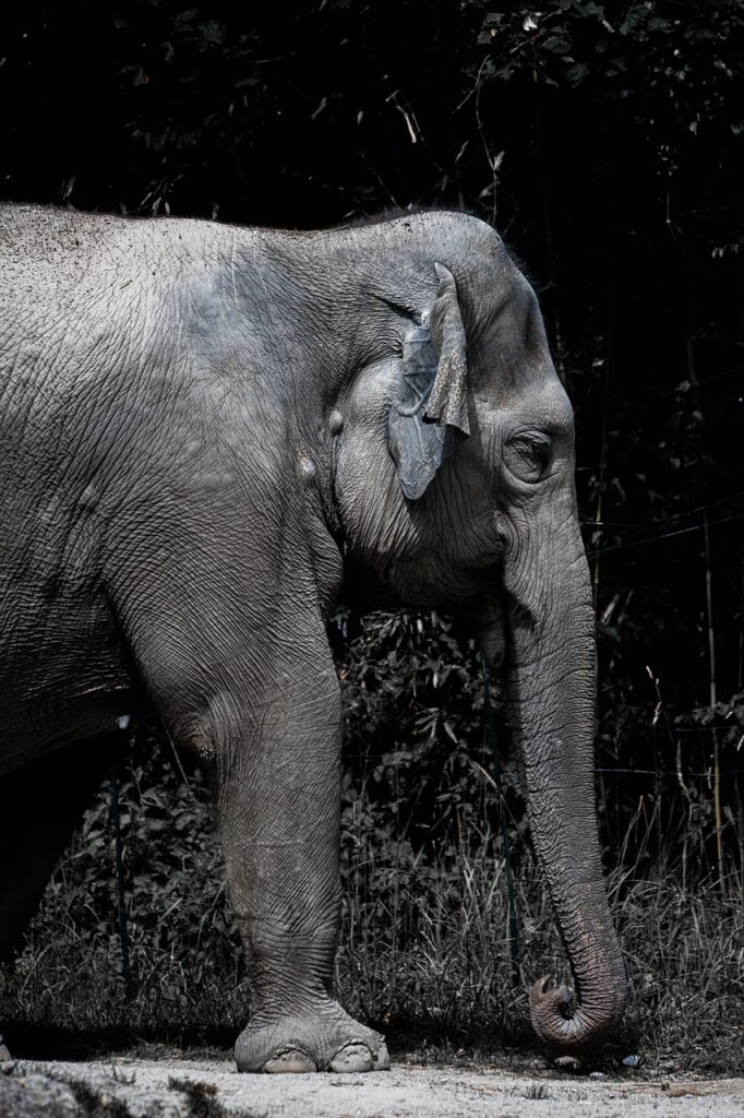 phone wallpaper, elephant, africa-5391723.jpg